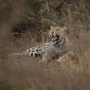 Leopard Kruger National Park